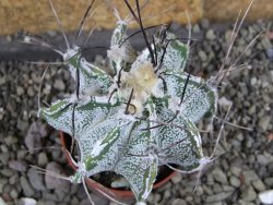 Astrophytum Dinosaur X niveum květináč 5,5 cm - 12407779