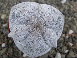 Astrophytum Onzuko V type, pot 5,5 cm