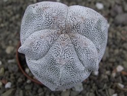 Astrophytum Onzuko V type, pot 5,5 cm - 12407807