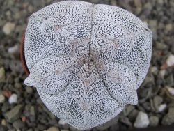 Astrophytum Onzuko V type, pot 5,5 cm - 12407808