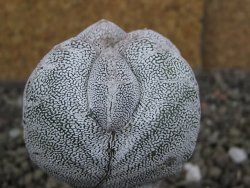 Astrophytum Onzuko V type, pot 5,5 cm - 12407809