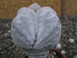 Astrophytum Onzuko V type, pot 5,5 cm - 12407810