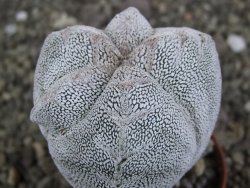 Astrophytum Onzuko V type, pot 5,5 cm - 12407811
