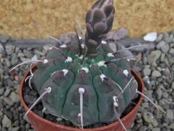 Gymnocalycium vatteri, pot 6,5 cm