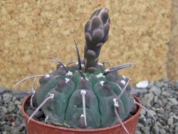 Gymnocalycium vatteri, pot 6,5 cm - 12407818