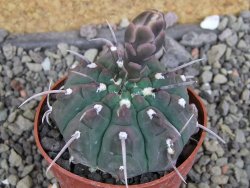 Gymnocalycium vatteri, pot 6,5 cm - 12407819