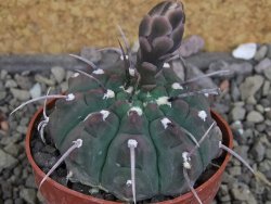 Gymnocalycium vatteri, pot 6,5 cm - 12407820