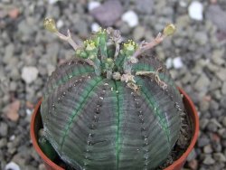 Euphorbia X obesa, pot 5,5 cm