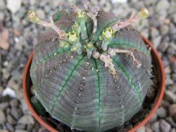 Euphorbia X obesa, pot 5,5 cm - 12407832