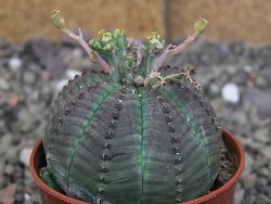 Euphorbia X obesa, pot 5,5 cm - 12407833
