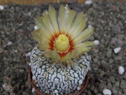 Astrophytum Z Jasenné pot 5,5 cm