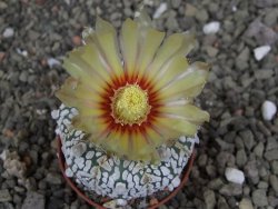 Astrophytum Z Jasenné pot 5,5 cm - 12407859