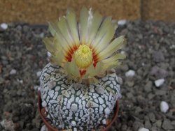 Astrophytum Z Jasenné pot 5,5 cm - 12407860