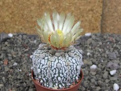 Astrophytum Z Jasenné pot 5,5 cm - 12407861