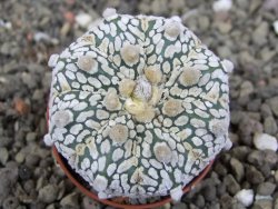 Astrophytum Z Jasenné pot 5,5 cm - 12407863