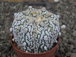 Astrophytum Z Jasenné pot 5,5 cm - 12407864