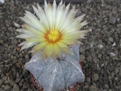 Astrophytum coahuilense pot 5,5 cm