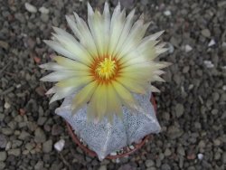 Astrophytum coahuilense pot 5,5 cm - 12407913