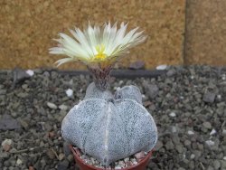 Astrophytum coahuilense pot 5,5 cm - 12407914