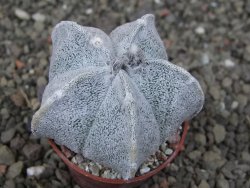 Astrophytum coahuilense pot 5,5 cm - 12407915