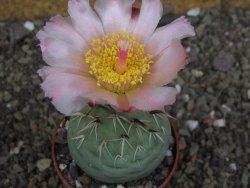 Tephrocactus geometricus pot 6,5 cm - 12407916