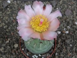 Tephrocactus geometricus pot 6,5 cm - 12407917