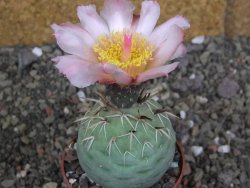 Tephrocactus geometricus pot 6,5 cm