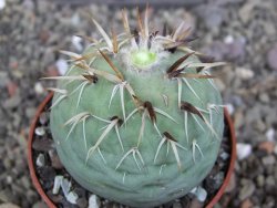 Tephrocactus geometricus pot 6,5 cm - 12407920