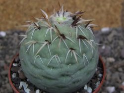 Tephrocactus geometricus pot 6,5 cm - 12407921