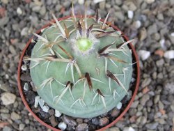 Tephrocactus geometricus pot 6,5 cm - 12407922