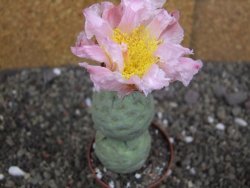 Tephrocactus geometricus pot 6,5 cm - 12407923