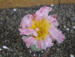 Tephrocactus geometricus pot 6,5 cm - 12407924