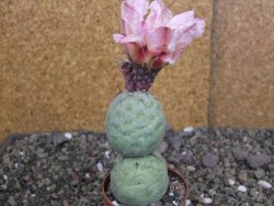 Tephrocactus geometricus pot 6,5 cm