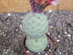 Tephrocactus geometricus pot 6,5 cm - 12407926