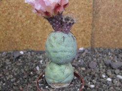 Tephrocactus geometricus pot 6,5 cm - 12407927