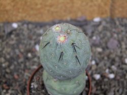 Tephrocactus geometricus pot 6,5 cm - 12407928