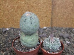 Tephrocactus geometricus pot 6,5 cm - 12407929