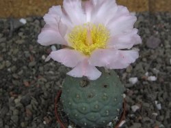 Tephrocactus geometricus pot 6,5 cm - 12407930