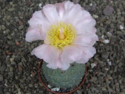 Tephrocactus geometricus pot 6,5 cm