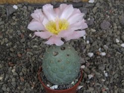 Tephrocactus geometricus pot 6,5 cm - 12407932