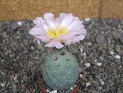 Tephrocactus geometricus pot 6,5 cm - 12407933