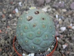 Tephrocactus geometricus pot 6,5 cm - 12407934