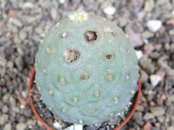 Tephrocactus geometricus pot 6,5 cm - 12407935