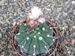 Gymnocalycium vatteri, pot 6,5 cm - 12407971