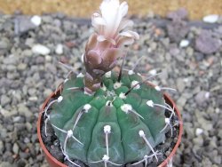Gymnocalycium vatteri, pot 6,5 cm - 12407972