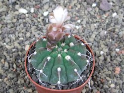 Gymnocalycium vatteri, pot 6,5 cm - 12407974
