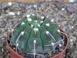 Gymnocalycium vatteri, pot 6,5 cm