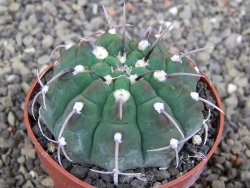Gymnocalycium vatteri, pot 6,5 cm - 12407976