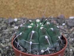 Gymnocalycium vatteri, pot 6,5 cm - 12407977
