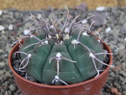 Gymnocalycium vatteri, pot 6,5 cm - 12407978